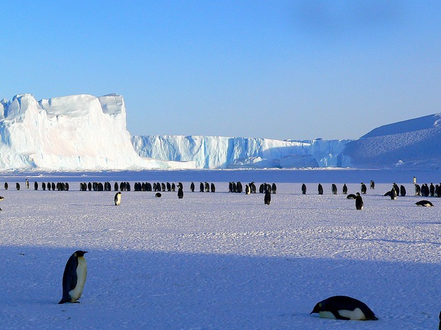 cold, penguins, cold emails