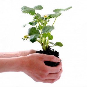 lead nurturing, human hands nurturing a plant
