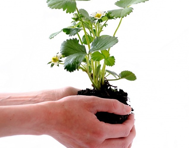 lead nurturing, human hands nurturing a plant